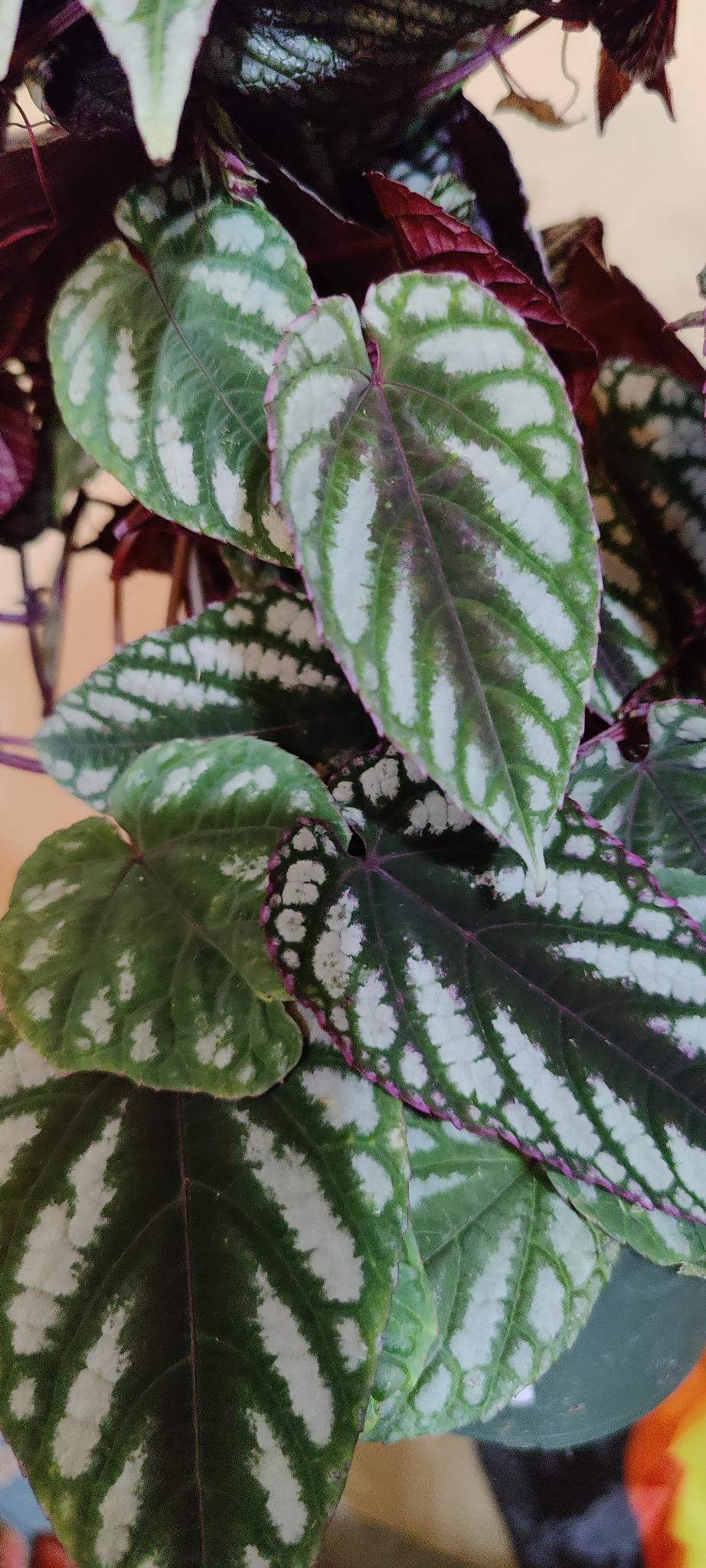 Tapestry Vine Cissus Discolor (Begonia Vine)