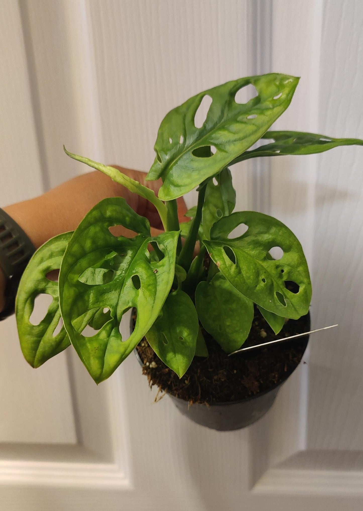 Monstera Adansonii Swiss Cheese Vine