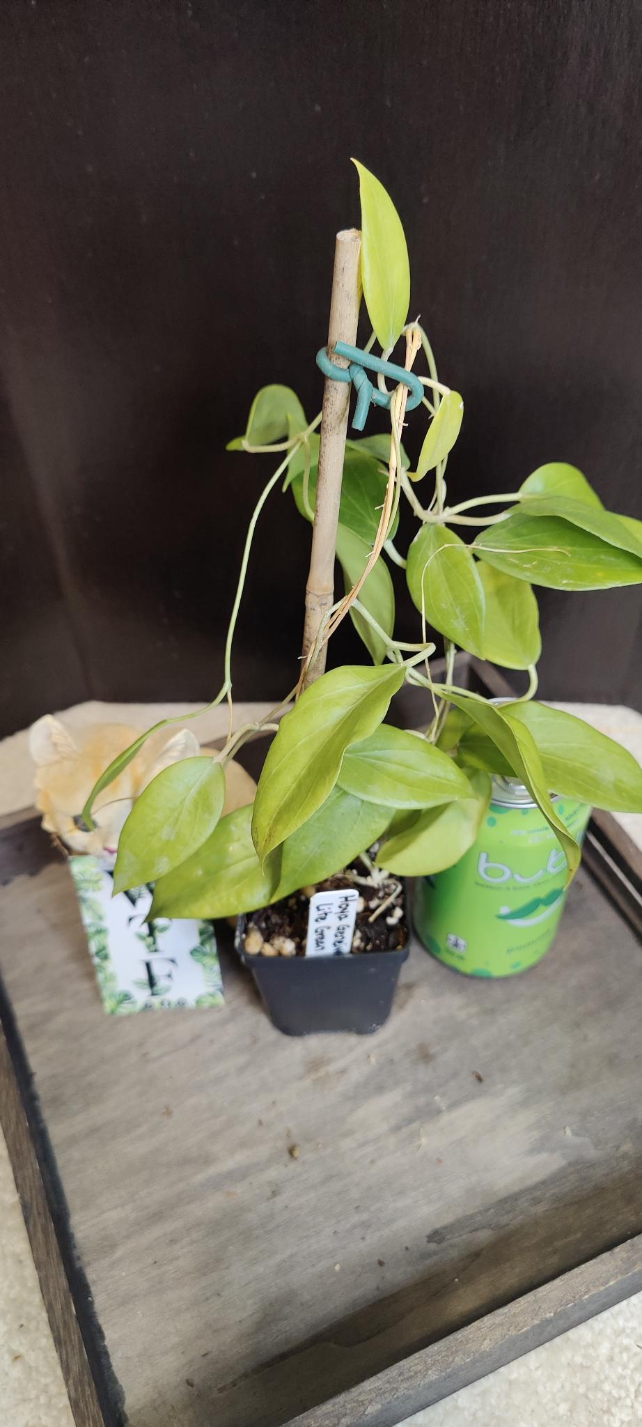 Hoya Genieve Lite Green