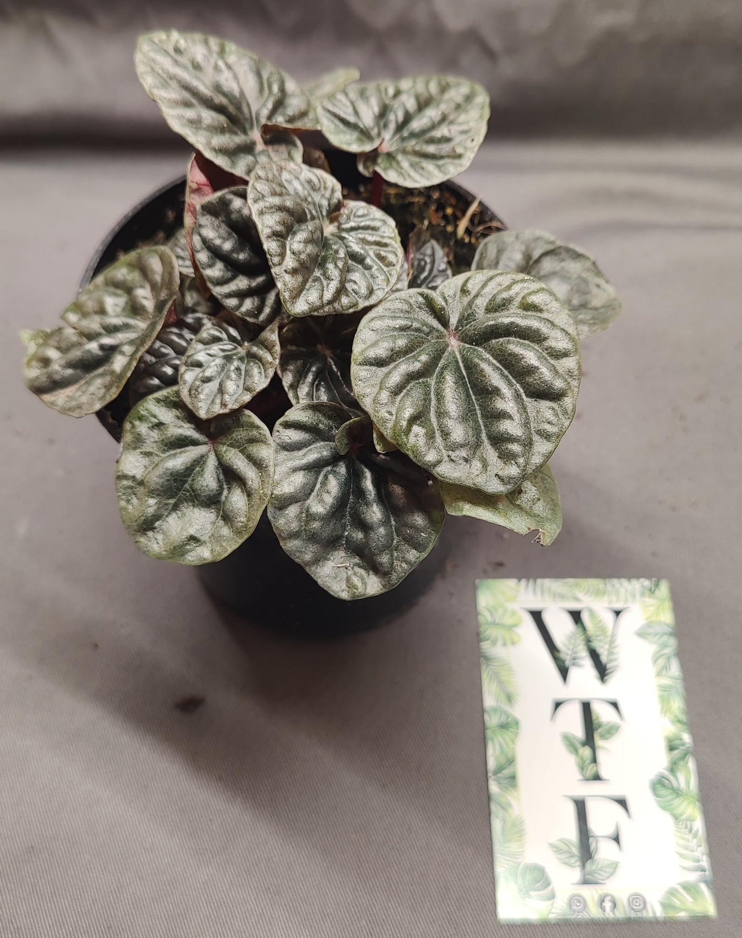Peperomia Abricos