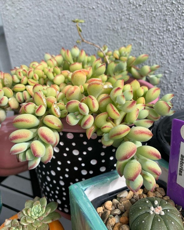 Cliff Cotyledon