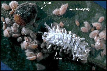 Cryptolaemus Montrouzieri (Mealybug Destroyer)