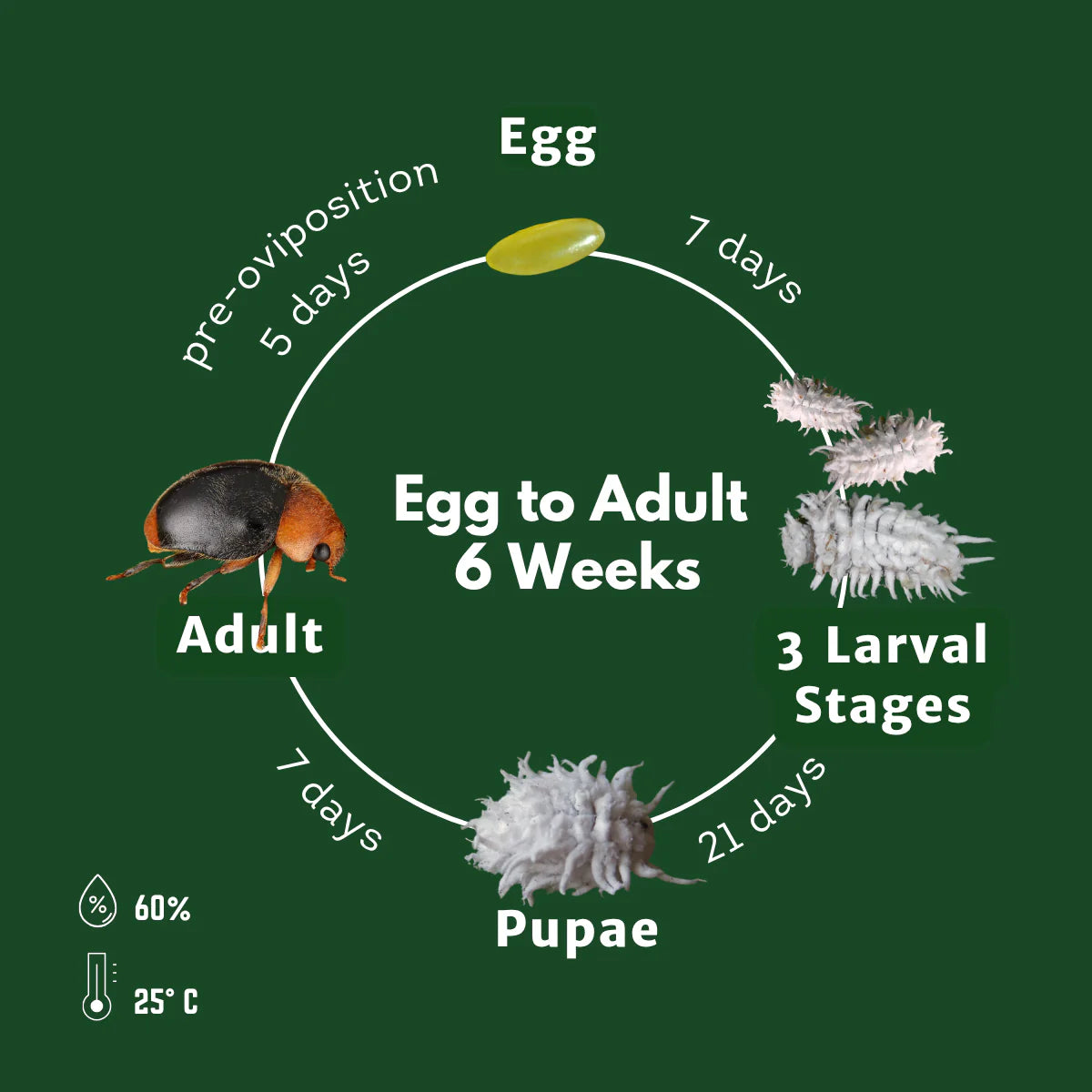 Cryptolaemus Montrouzieri (Mealybug Destroyer)