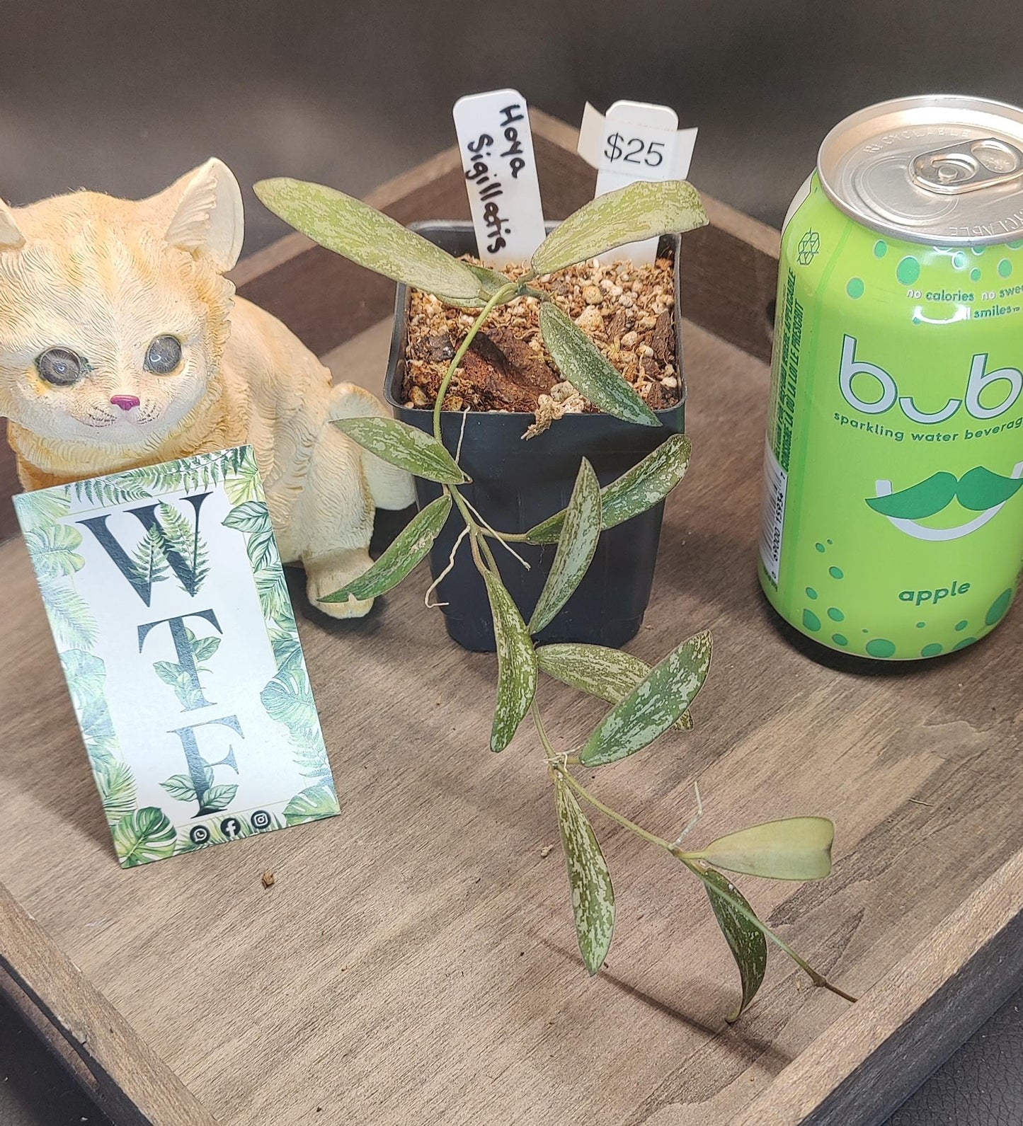 Hoya Sigilatis Splash