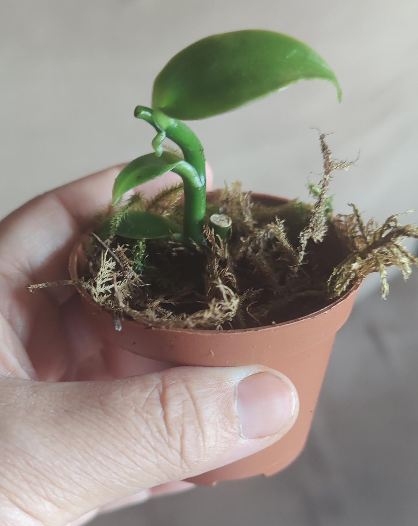 Vanilla Orchid