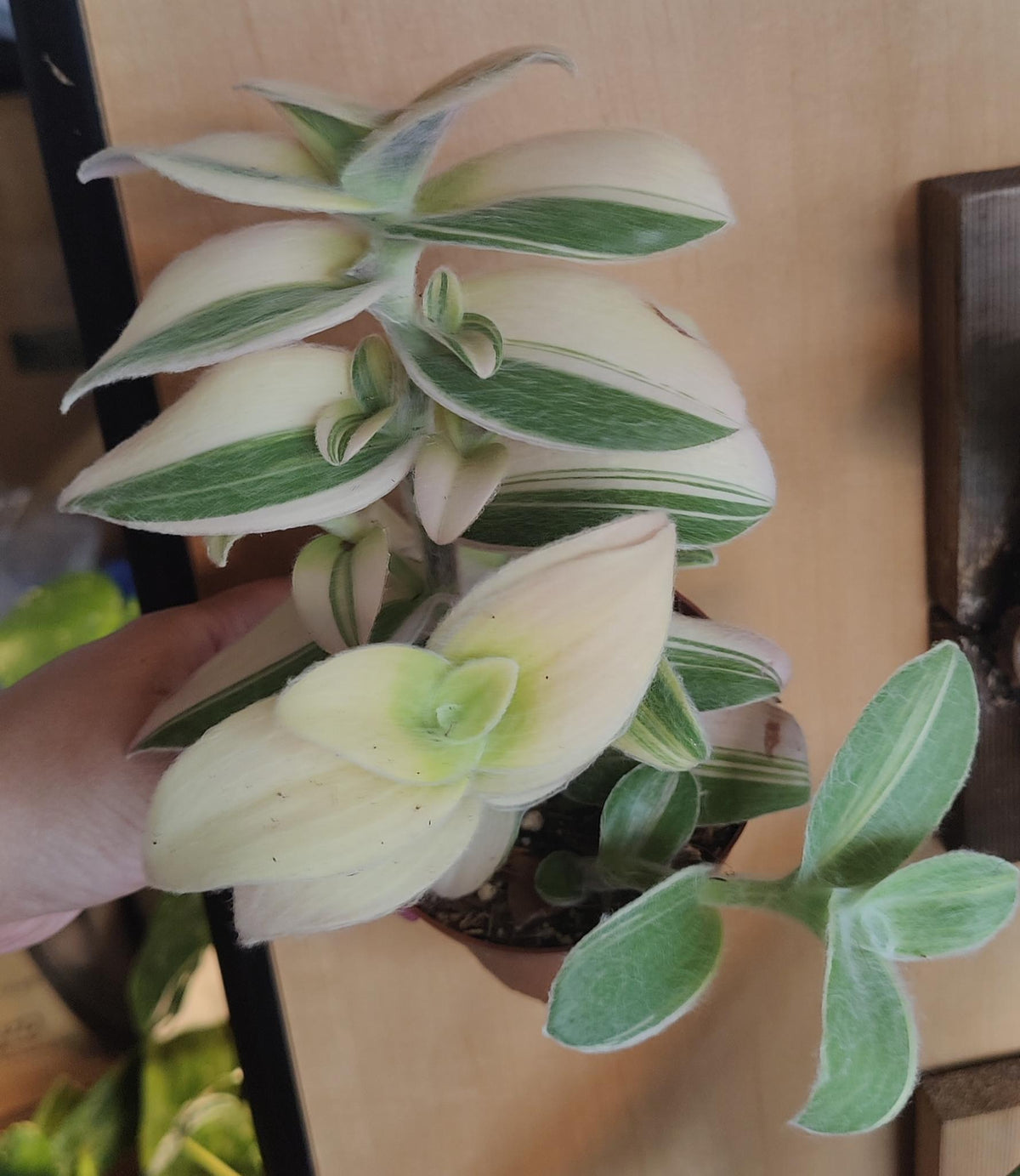 Tradescantia Sillamontana Variegata (Fuzzy) Tricolour