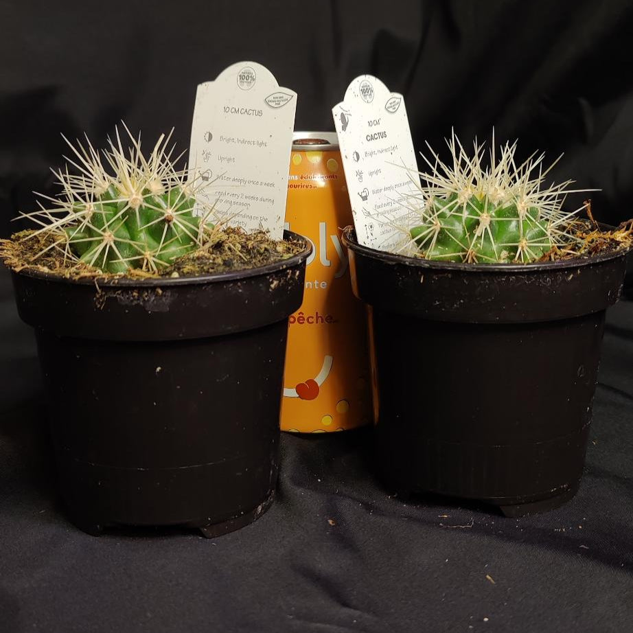 Cactus Assorted