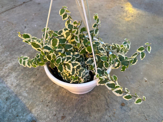 Creeping Fig Variegated