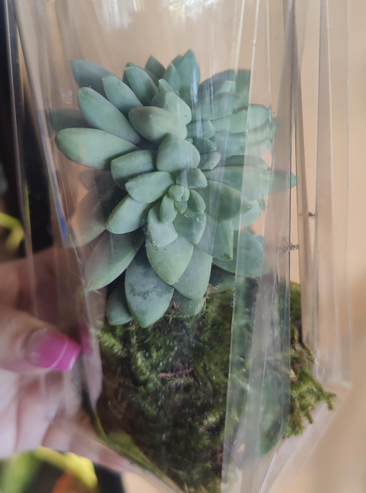 Kokedama-Living Orb 2"