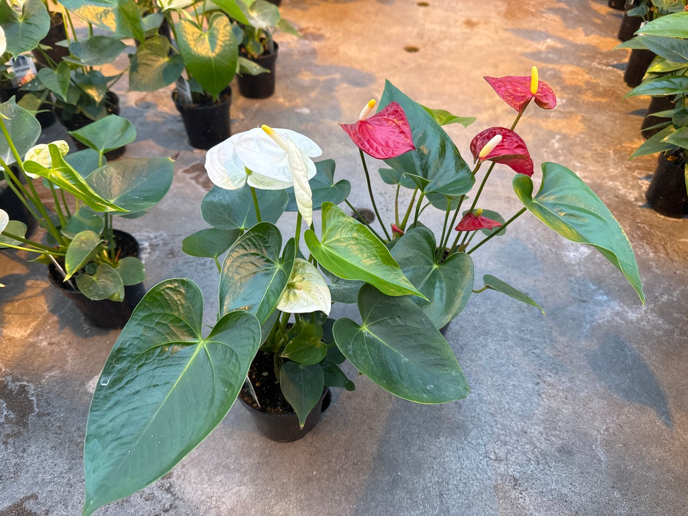 Anthurium Assorted Colour