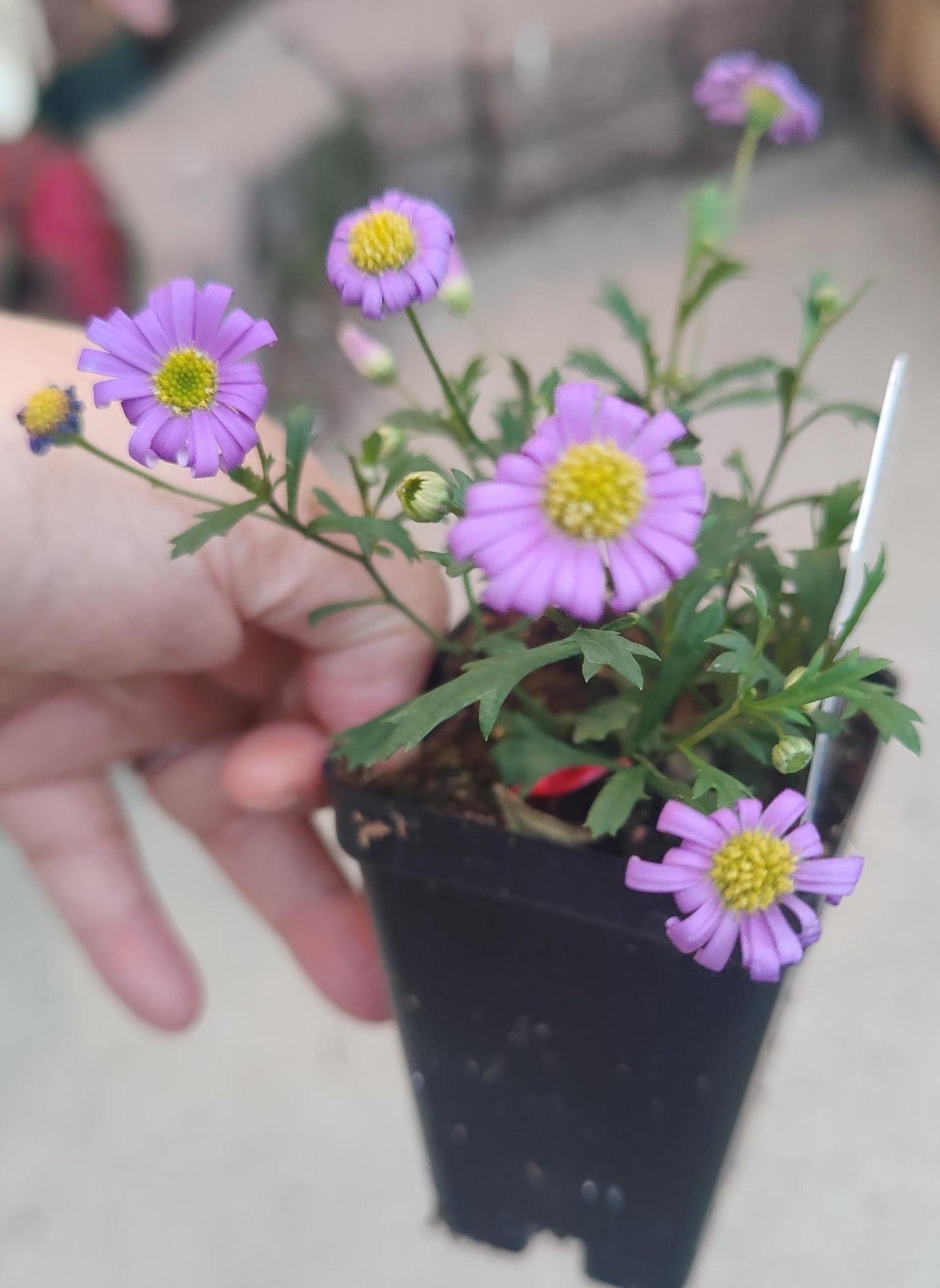 Brachyscome Brasco™ Violet 2.5" pot