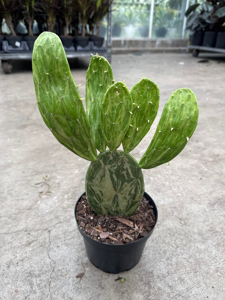Variegated Prickly Pear Cactus