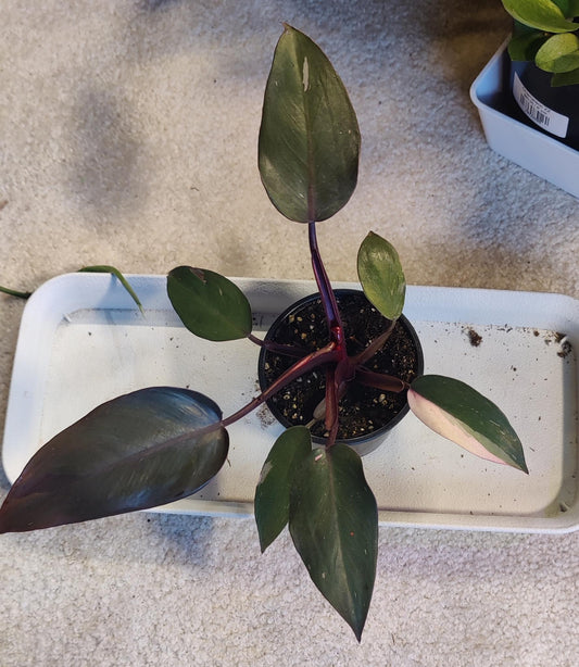 Philodendron Pink Princess (low variegation 4"