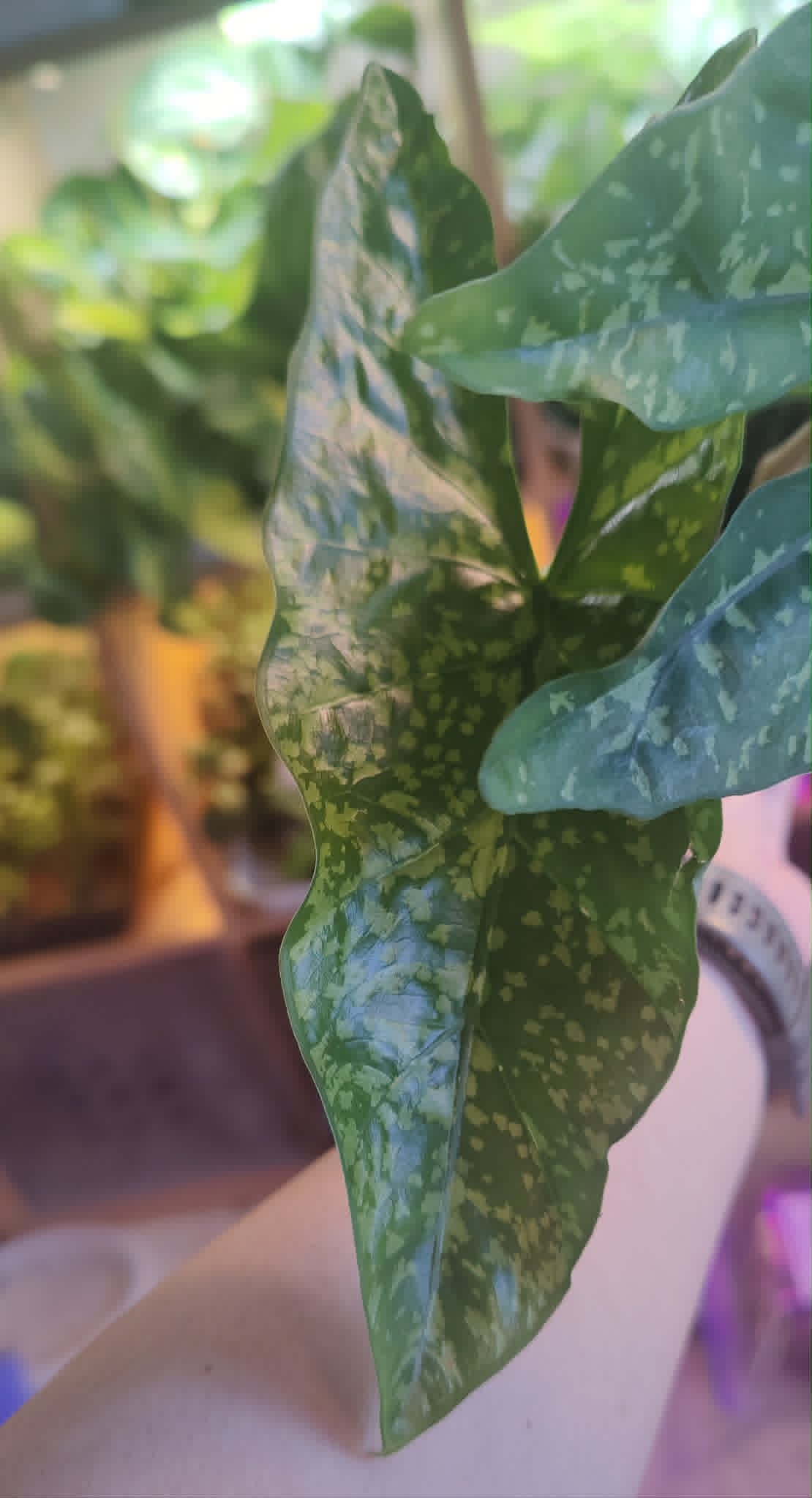 Alocasia Shattered Glass
