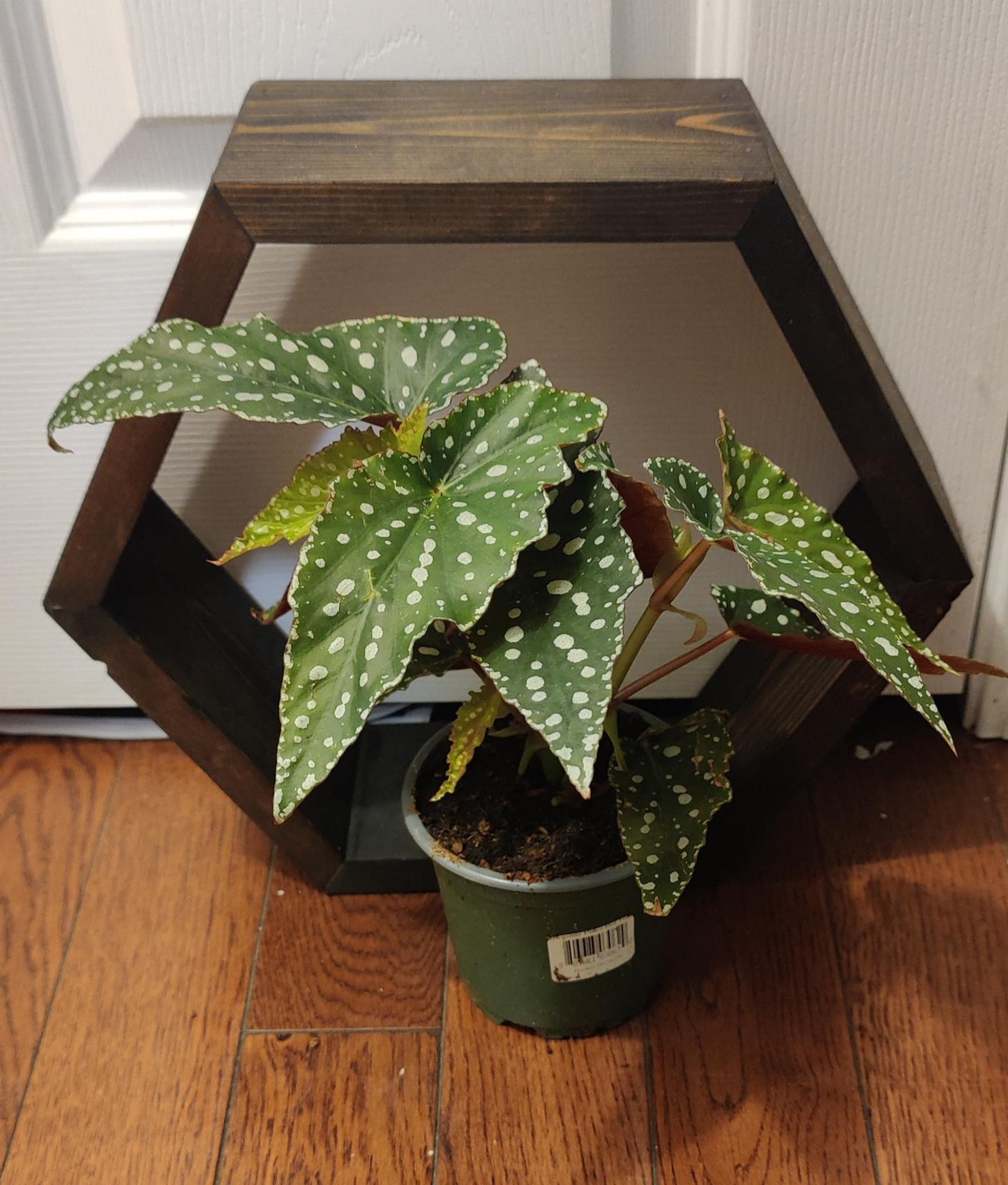 Begonia Maculata Polka Dot