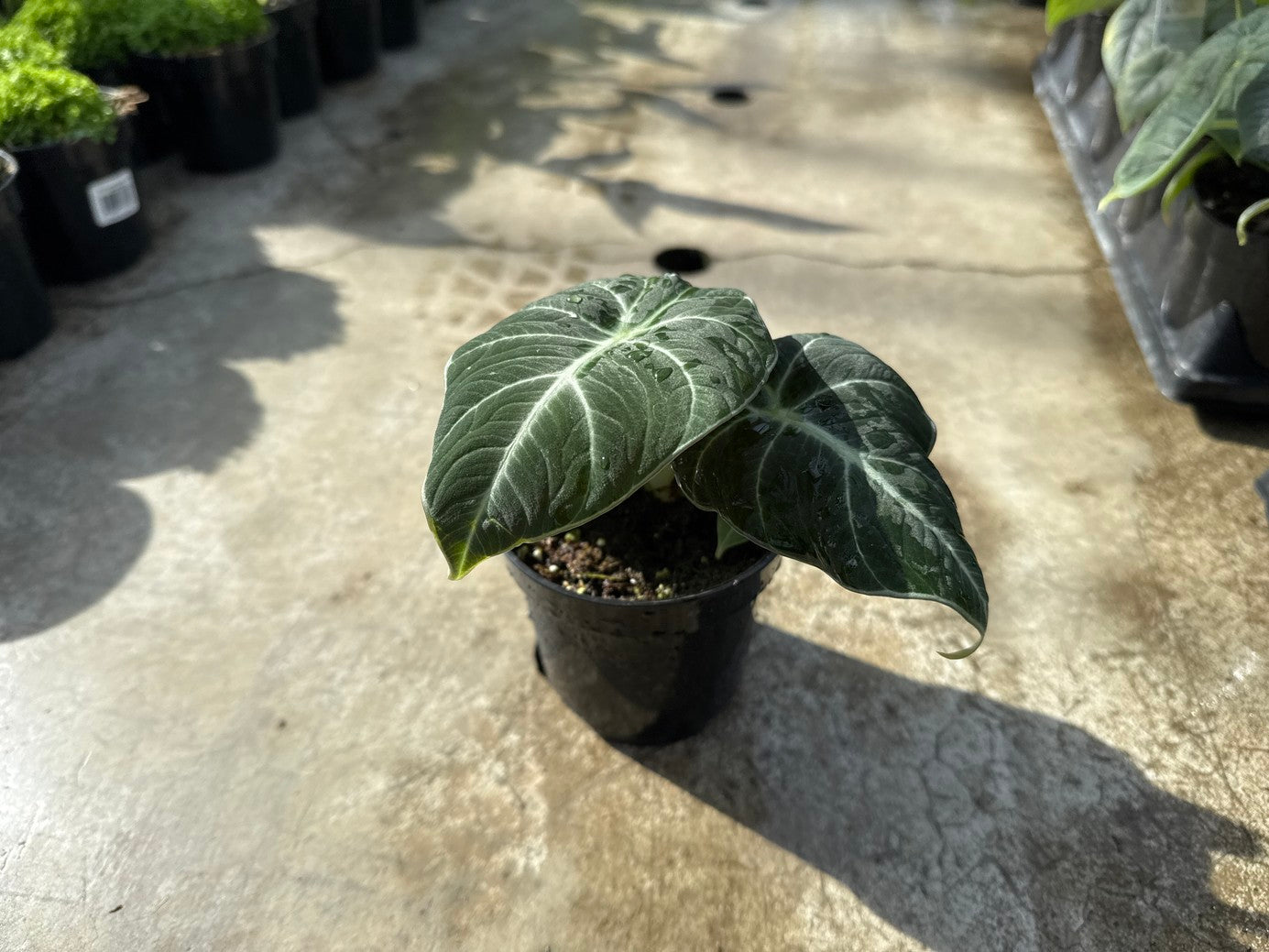Alocasia Black Velvet