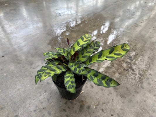 Calathea Rattlesnake