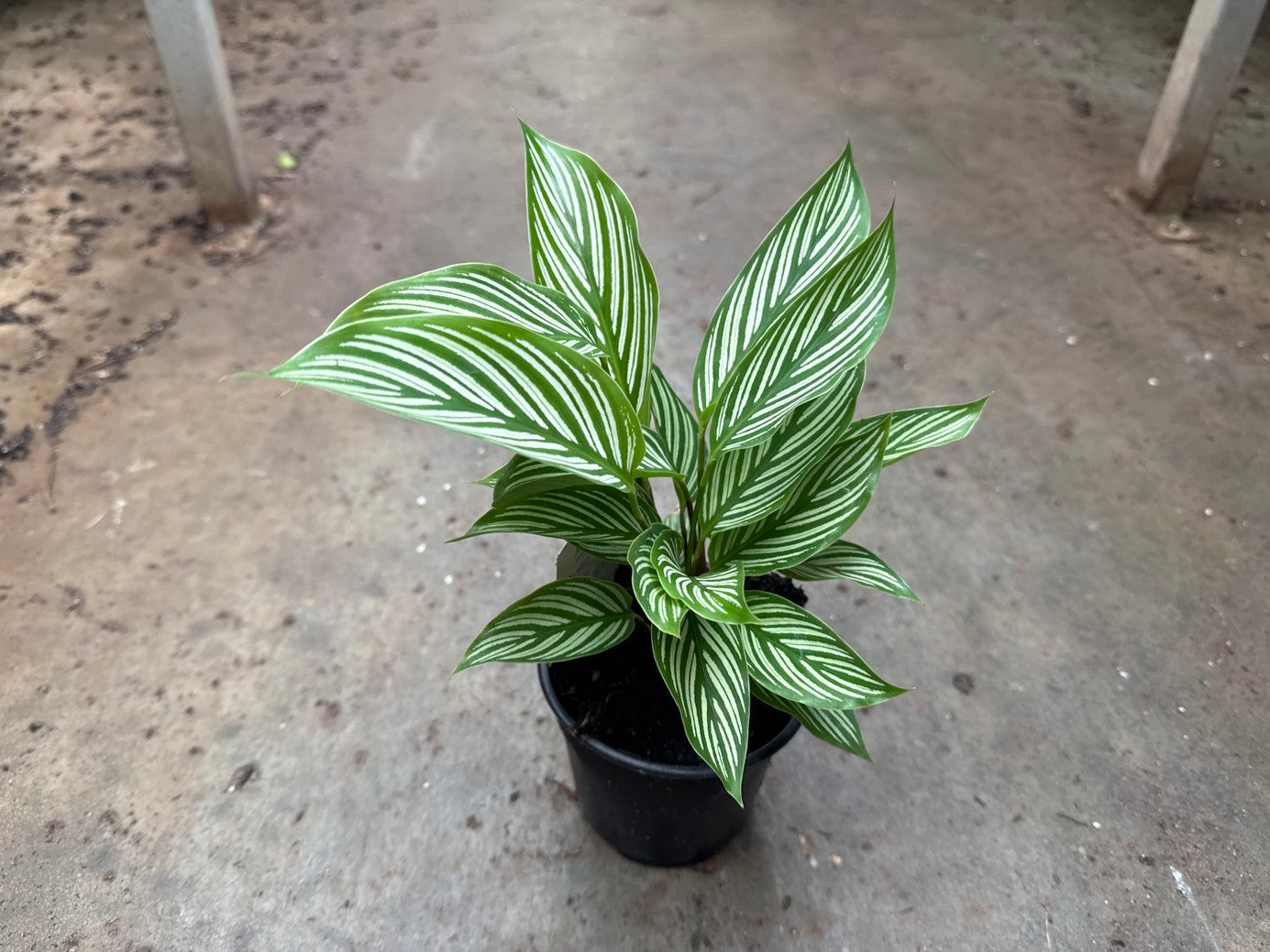 Calathea Vittata (White Star)