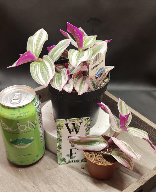 Tradescantia Nanouk aka Bubblegum