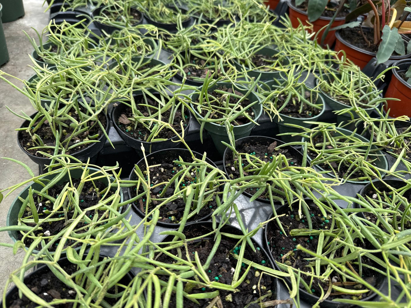 Hoya Linearis