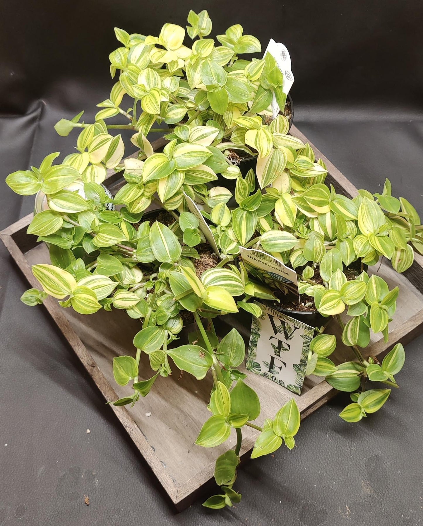 Tradescantia Assorted