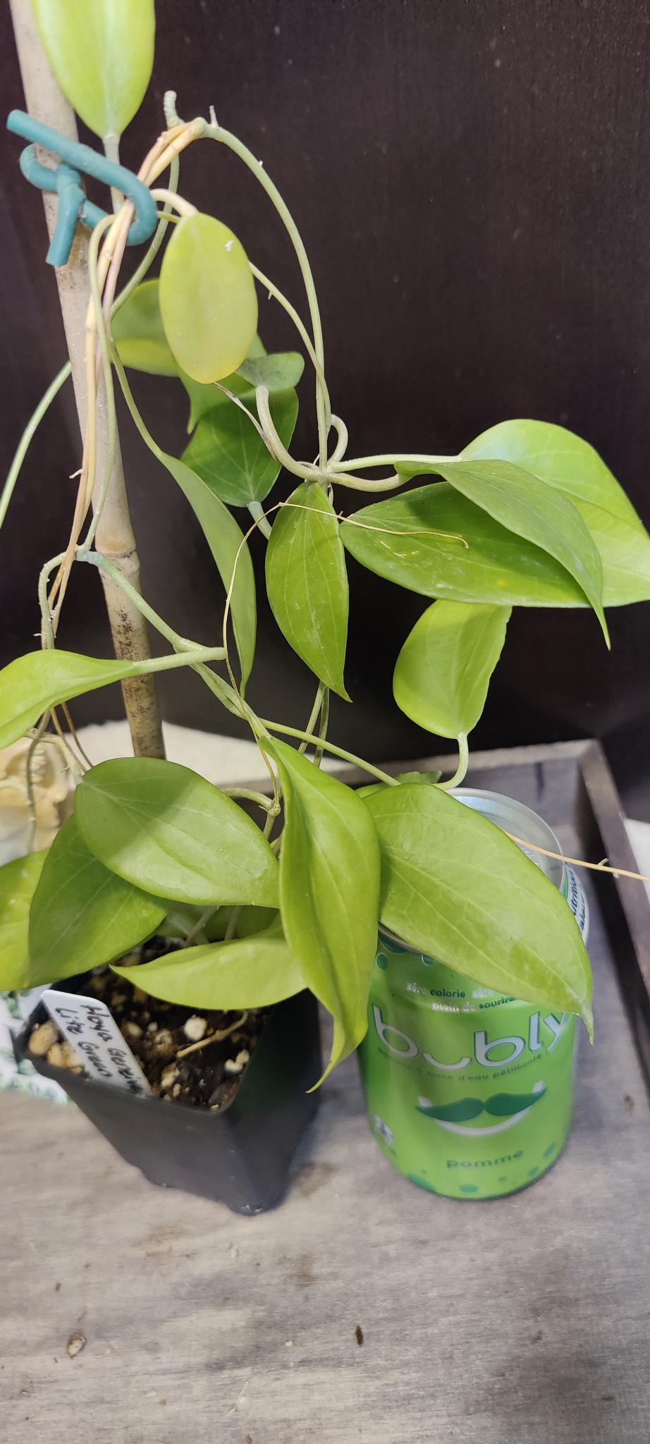 Hoya Genieve Lite Green