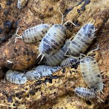 Dairy Cows isopods
