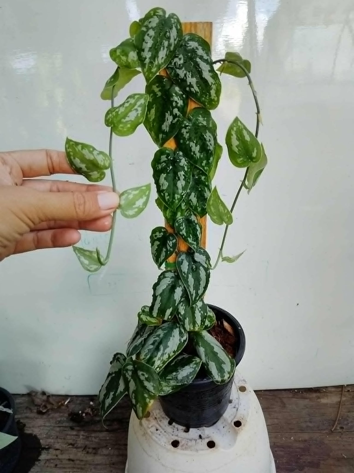 Scindpsus Silver Princess Indo