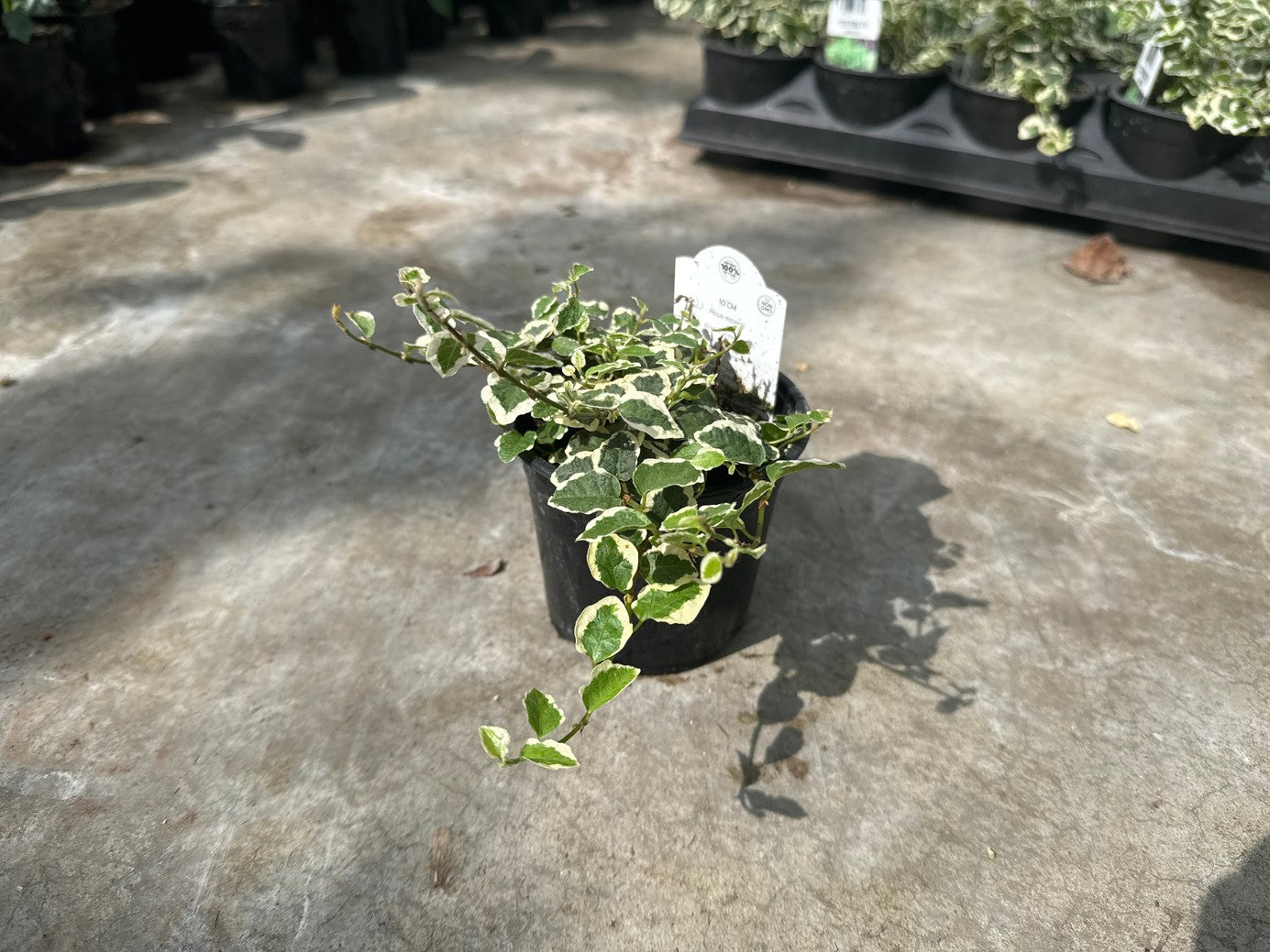 Creeping Fig Variegated