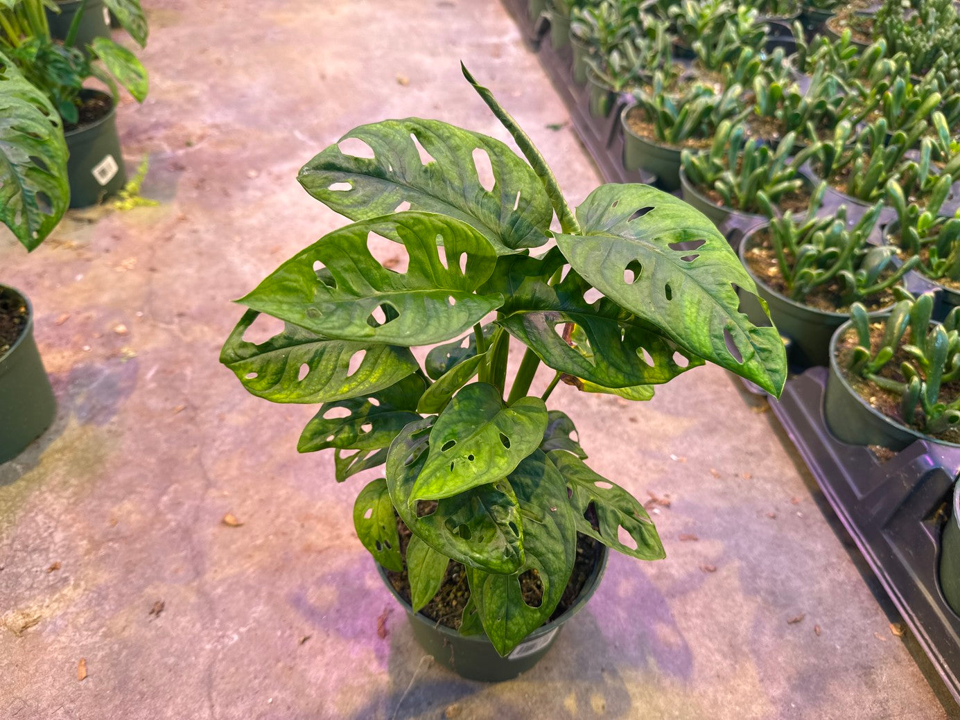 Monstera Adansonii Swiss Cheese Vine