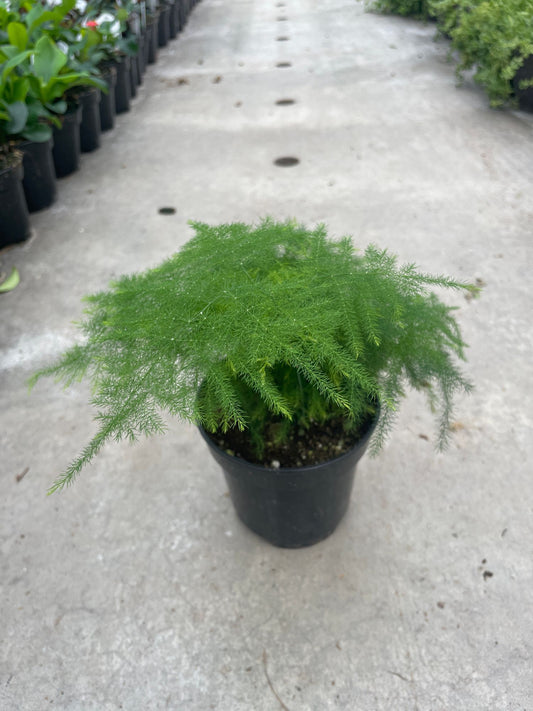 Asparagus Fern Plumosa