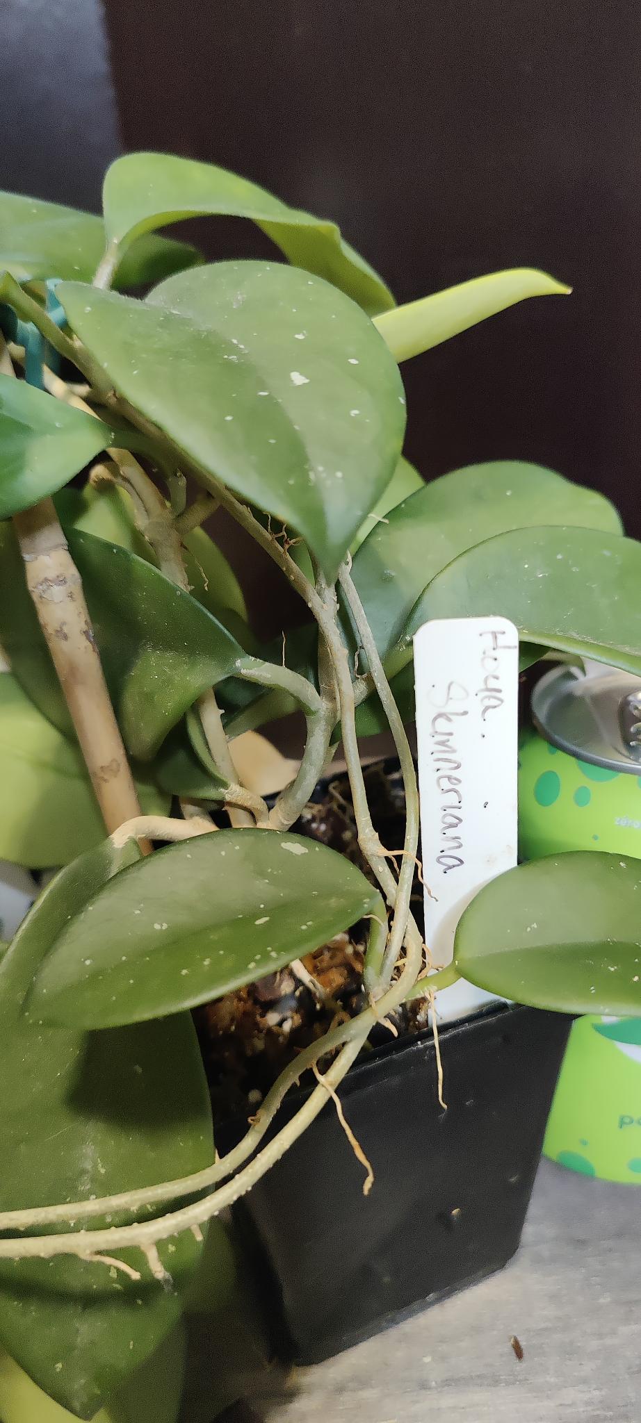 Hoya Skinneriana (Large)