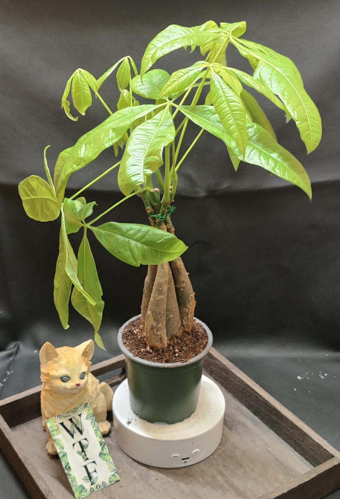 Lunar new year money tree