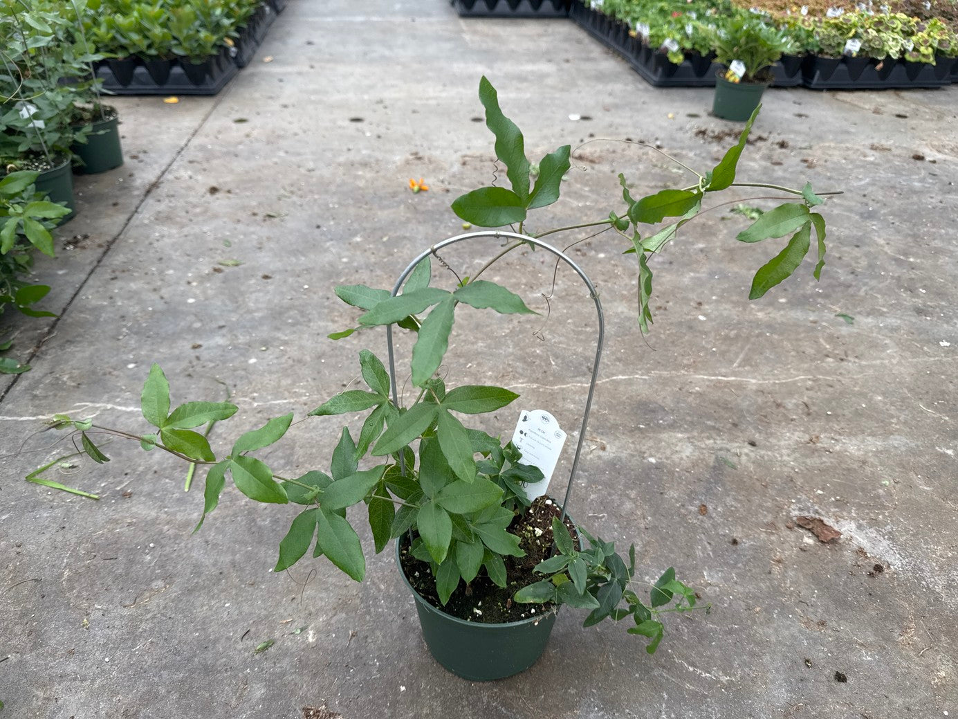 Passion Flower Blue (Passion Fruit) 6" Pot