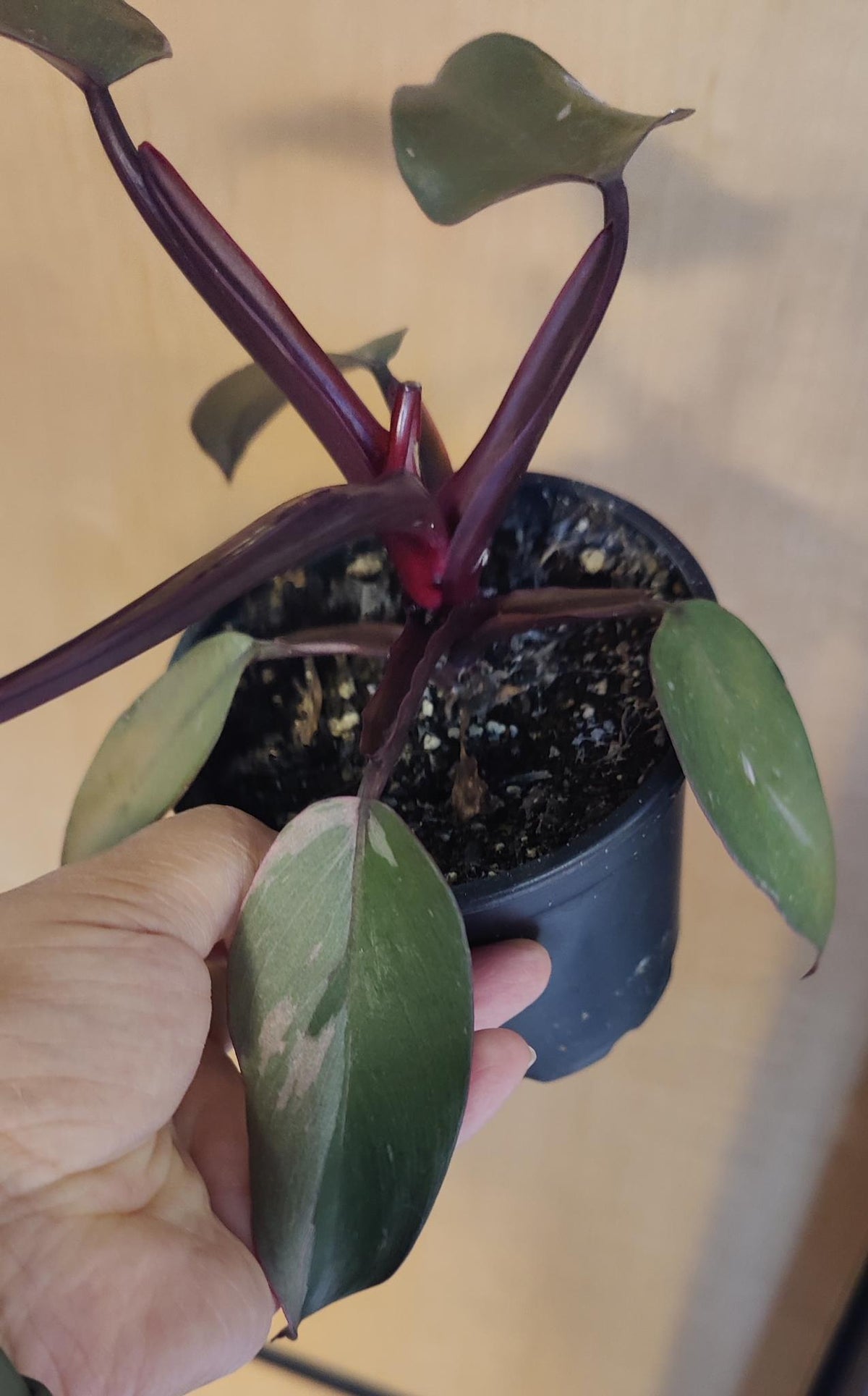 Philodendron Pink Princess (low variegation 4"