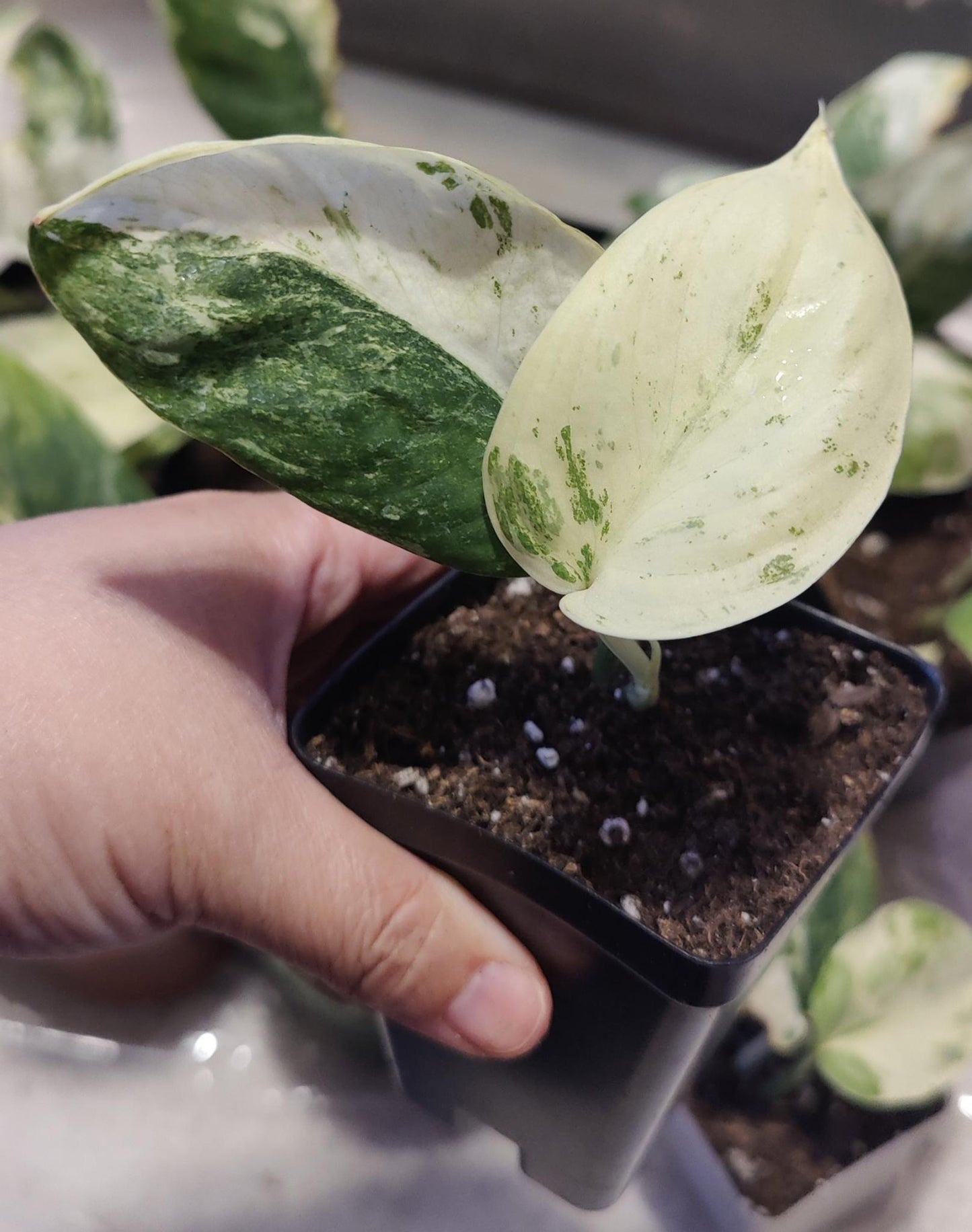 Scindpsus Variegated Dark Splash Propagation