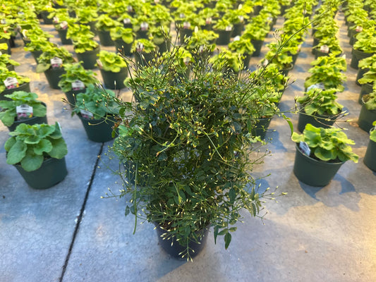 Jasmine Polyanthum on Hoop 6"