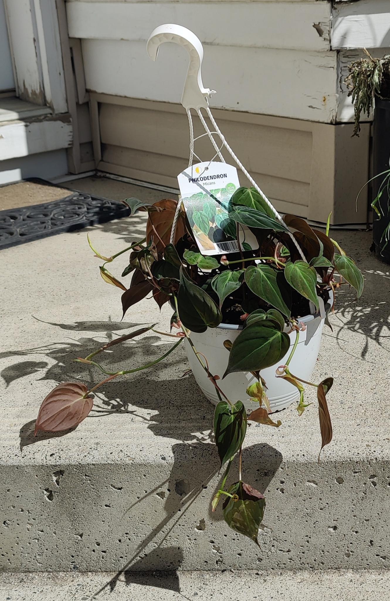 Philodendron Micans