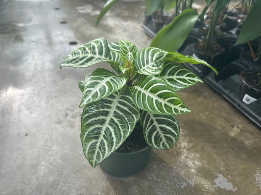 Aphelandra Squarrosa Zebra Plant