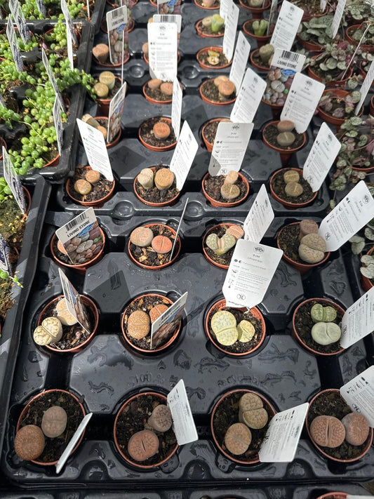 Lithop Living Stone