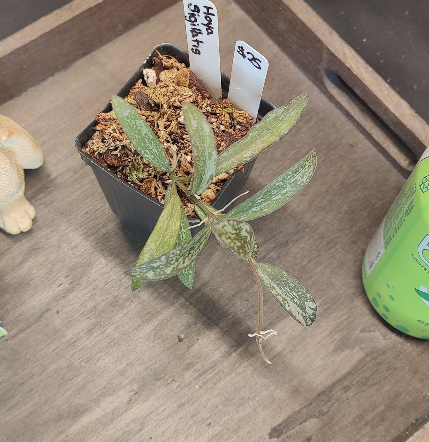 Hoya Sigilatis Splash