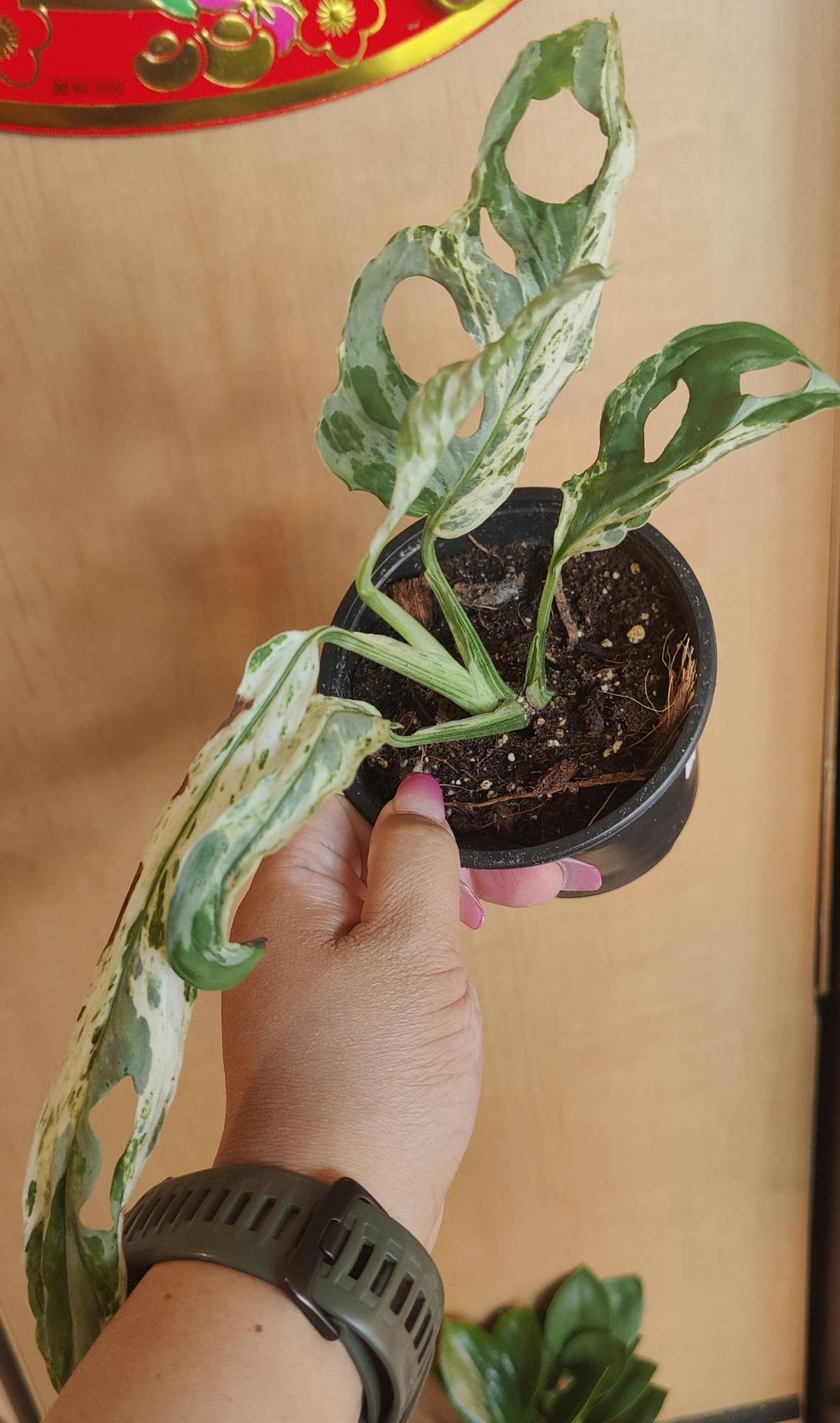 Swiss Cheese Vine Mint Variegated