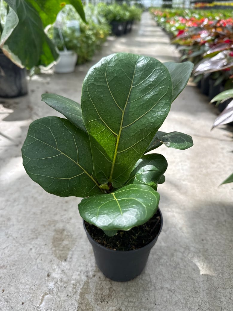 Fiddle Leaf Fig (Lyrata)