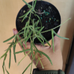 Hoya Linearis
