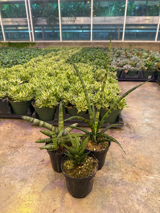 Snake Plant Assorted Speciality