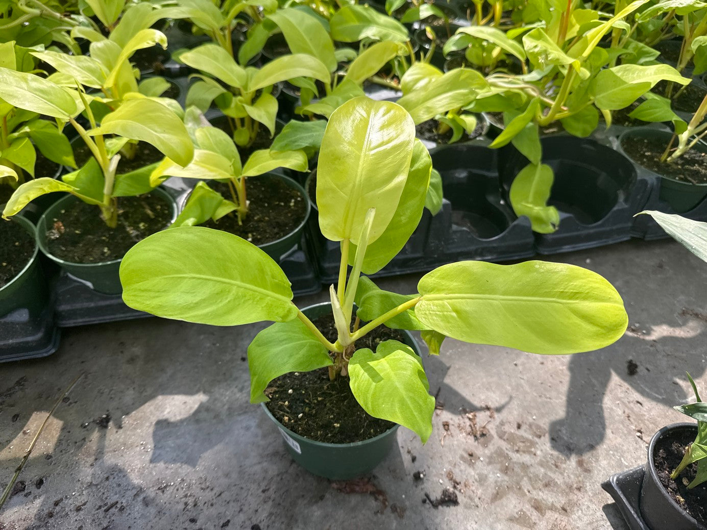 Philodendron Malay Gold
