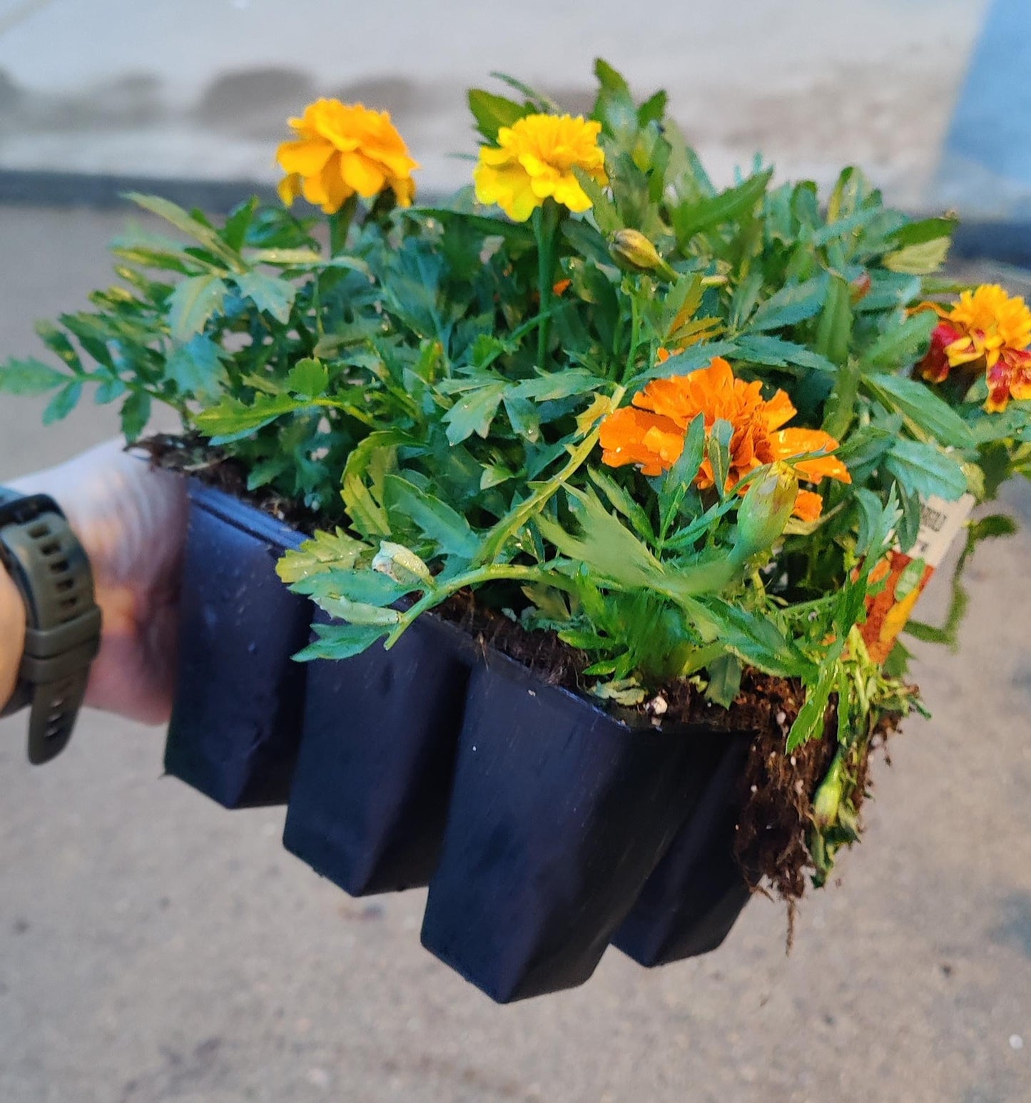 Marigold Bonanza Mix tray of 6