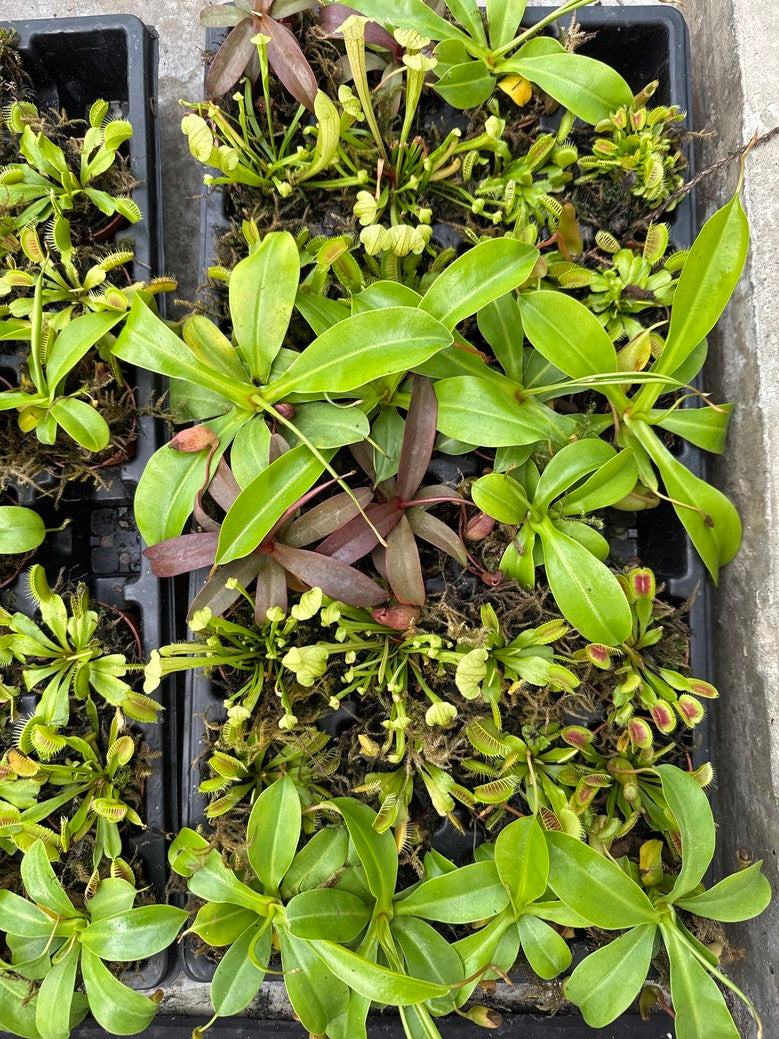 Assorted Carnivorous 2"