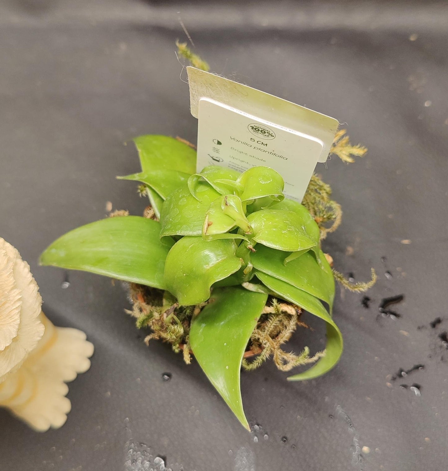 Vanilla Orchid