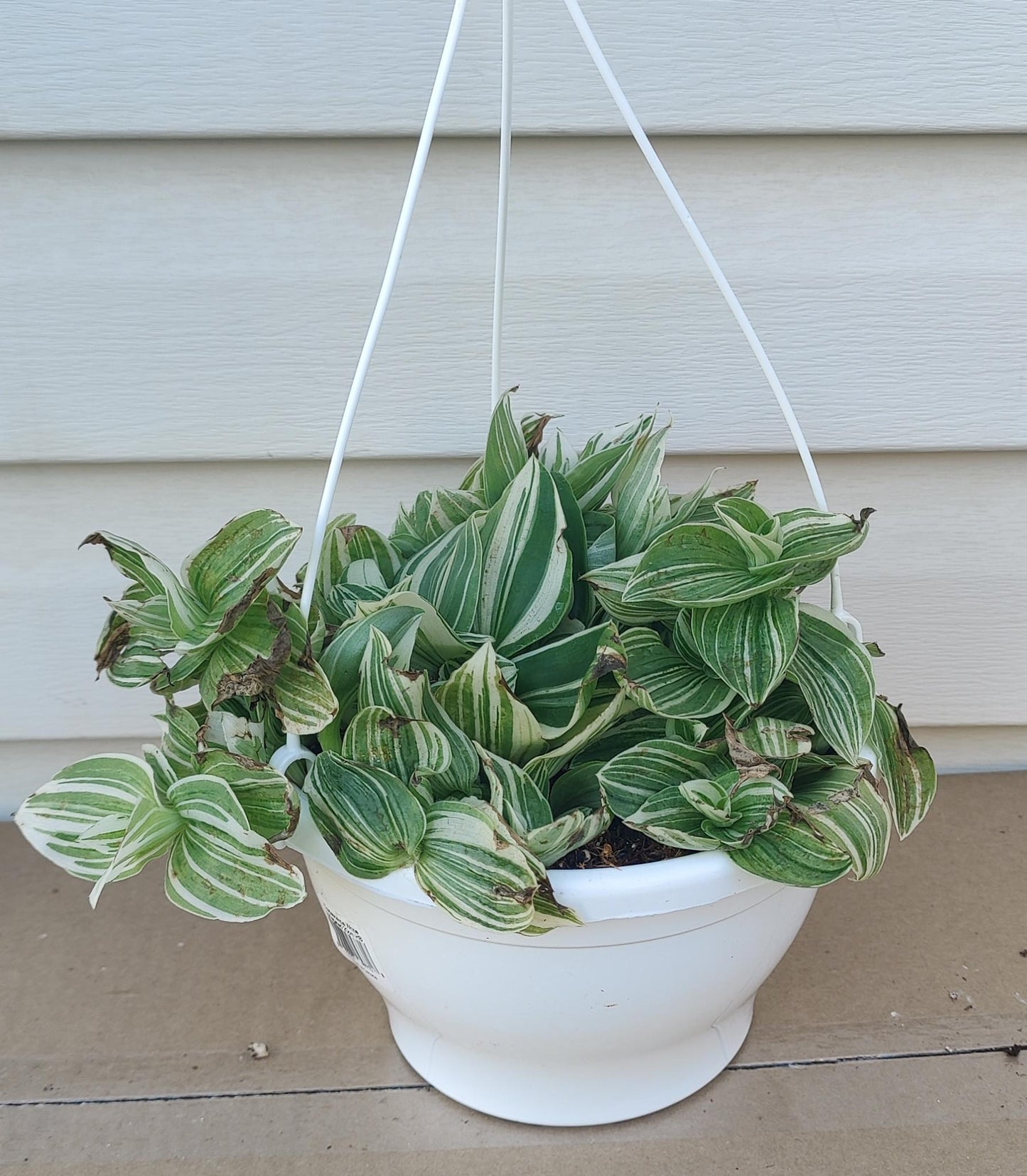 Tradescantia Assorted